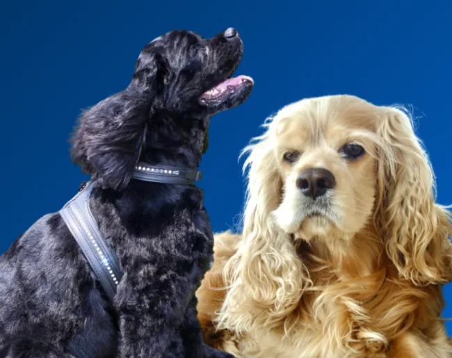 Zeus and PJ, the beloved dogs who inspired the Zeus & PJ Charitable Foundation.