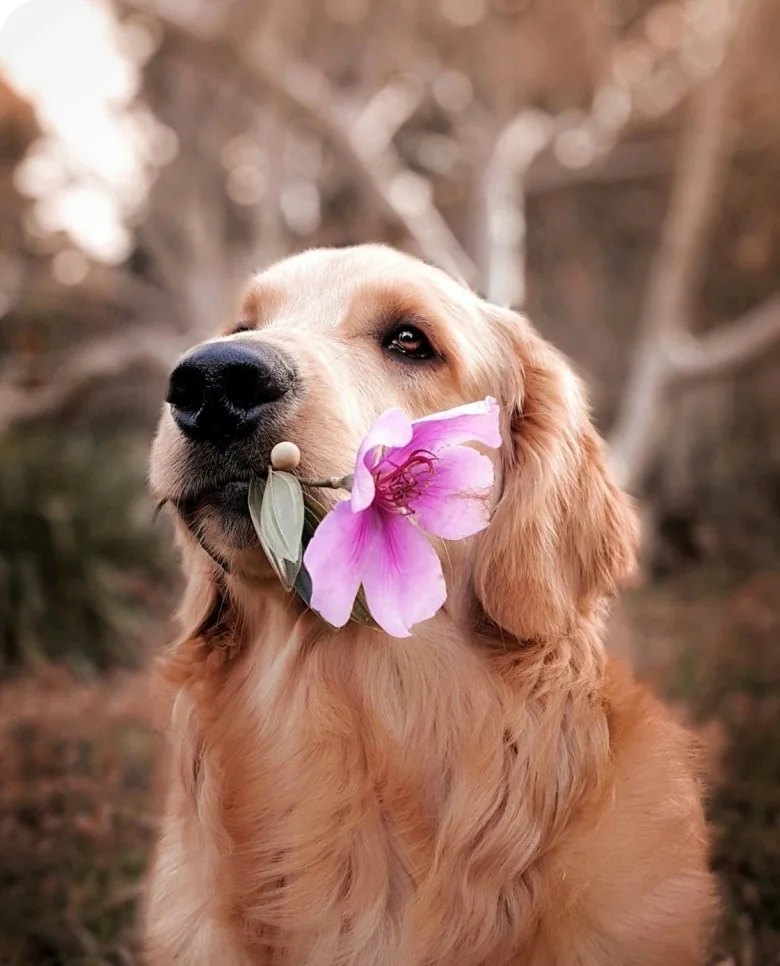 Golden Retriever holding a pink flower in its mouth.